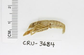Media type: image;   Invertebrate Zoology CRU-3684 Description: Preserved specimen.;